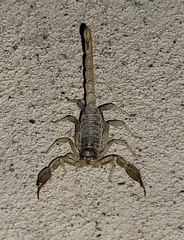 Paruroctonus gracilior