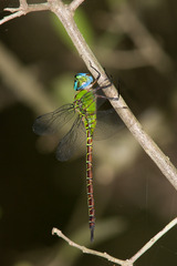 Coryphaeschna adnexa