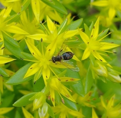 Toxomerus marginatus