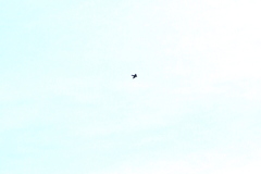 Ptyonoprogne rupestris