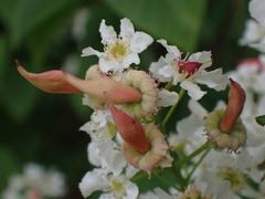 Taphrina padi