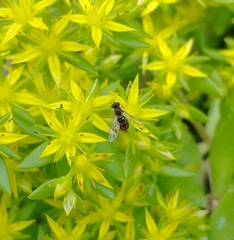 Toxomerus marginatus