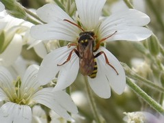 Nomada fulvicornis