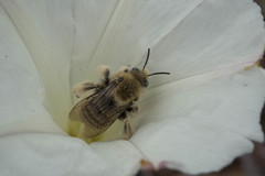 Diadasia bituberculata