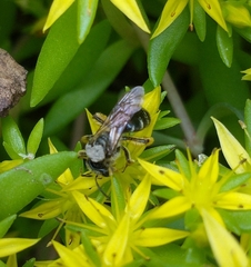 Andrena wilkella