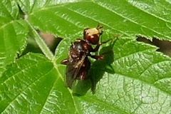 Sicus ferrugineus