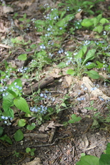 Myosotis lithospermifolia