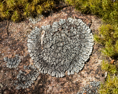 Lepidocollema