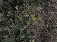 Odontarrhena obovata