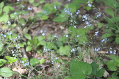 Myosotis lithospermifolia