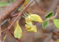 Ameles spallanzania