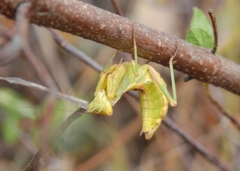 Ameles spallanzania