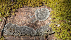 Lepidocollema