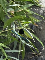 Calopteryx syriaca