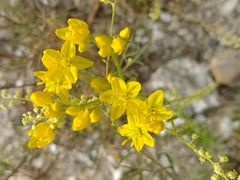Haplophyllum linifolium