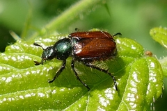 Phyllopertha horticola