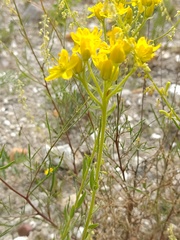 Haplophyllum linifolium
