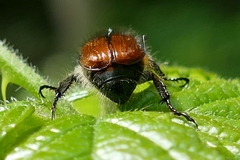 Phyllopertha horticola