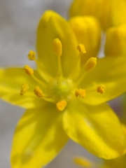 Haplophyllum linifolium