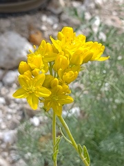 Haplophyllum linifolium