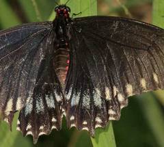 Mimoides phaon phaon