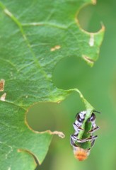Megachile