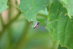 Megachile