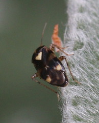 Liocoris