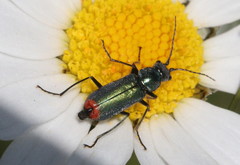 Clanoptilus geniculatus