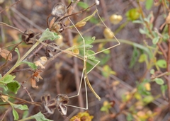 Clonopsis gallica