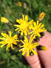 Pilosella caespitosa