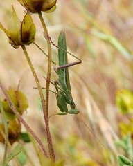 Ameles spallanzania
