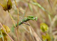 Ameles spallanzania