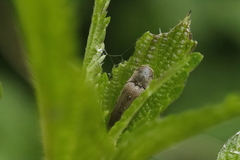 Synaptus filiformis