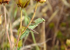 Ameles spallanzania