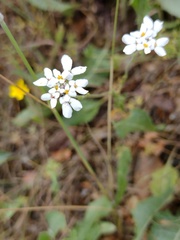Iberis pectinata