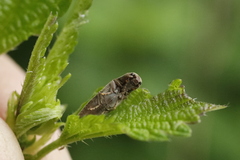 Synaptus filiformis