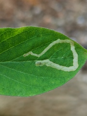 Aulagromyza hendeliana