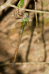 Coryphaeschna adnexa