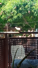 Streptopelia decaocto