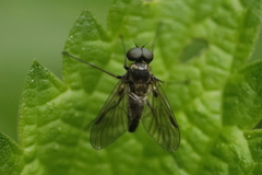 Chrysopilus cristatus