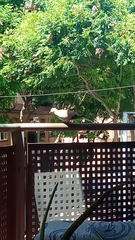 Streptopelia decaocto