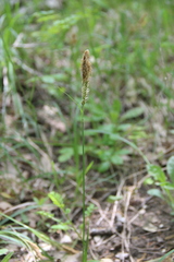 Carex halophila