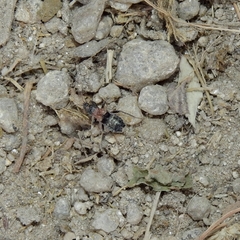 Prostemma albimacula