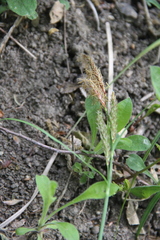 Carex halophila