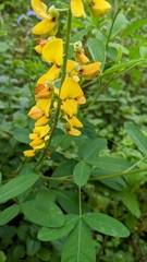 Crotalaria trichotoma
