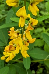 Crotalaria trichotoma