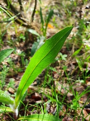 Tracheophyta