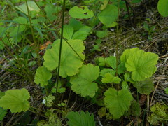 Ozomelis stauropetala