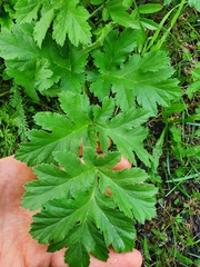 Tracheophyta